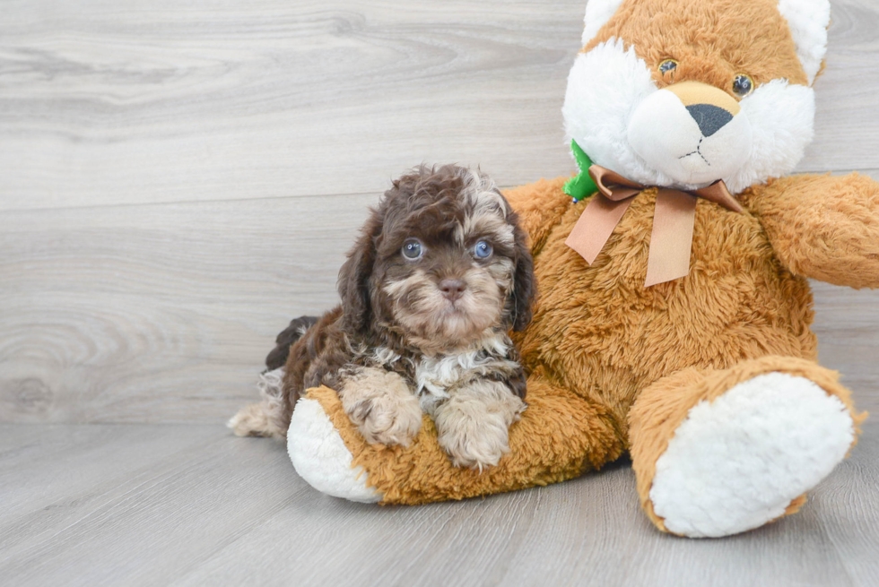 Small Shih Poo Baby