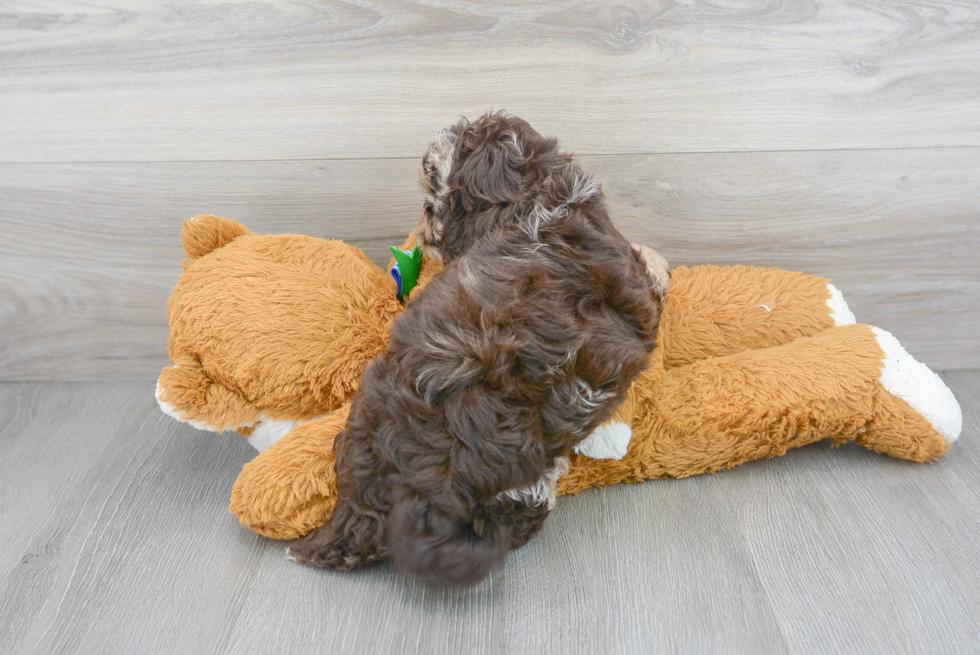 Popular Shih Poo Poodle Mix Pup