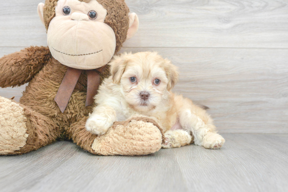 Popular Shih Poo Poodle Mix Pup