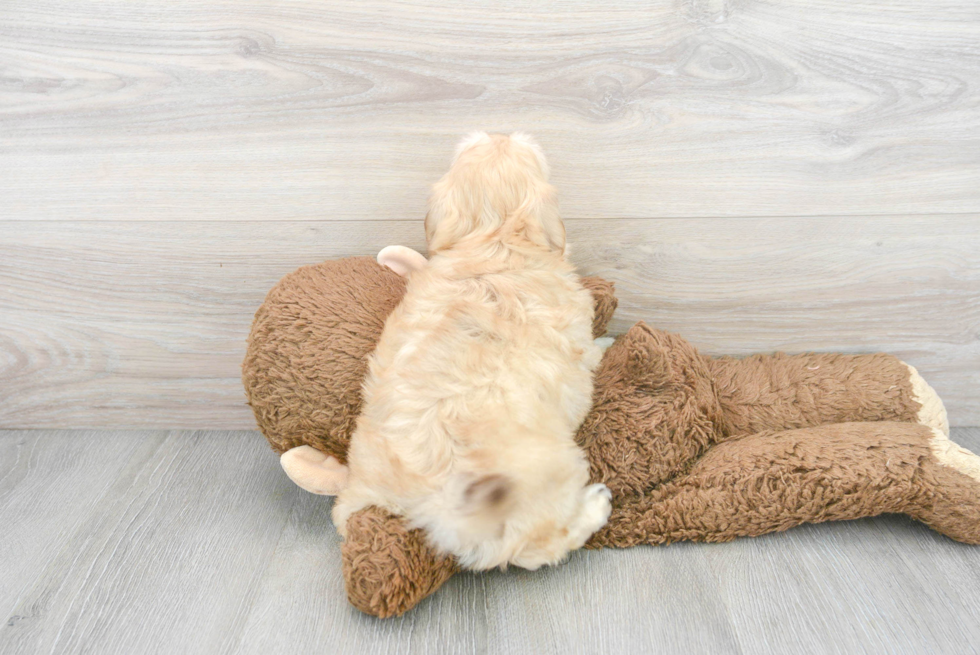 Popular Shih Poo Poodle Mix Pup