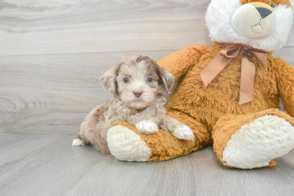 Shih Poo Puppy for Adoption