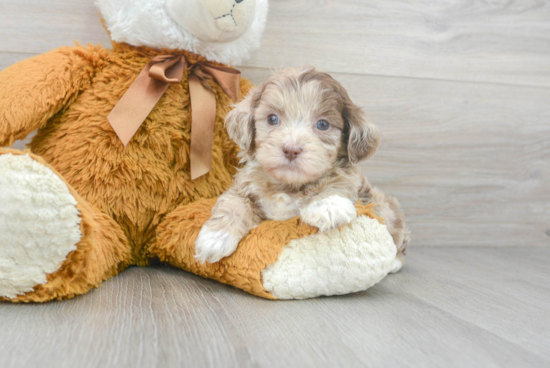 Fluffy Shih Poo Poodle Mix Pup