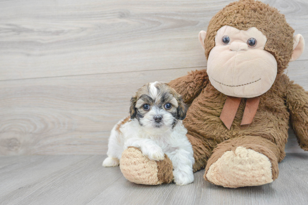 Cute Shih Poo Baby