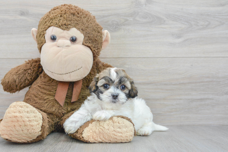 Best Shih Poo Baby