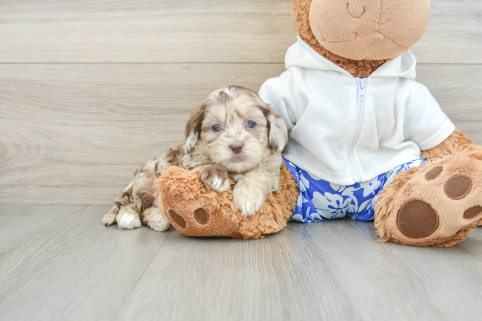 Cute Shih Poo Baby