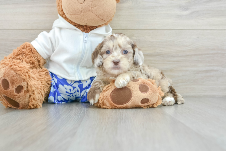 Shih Poo Puppy for Adoption