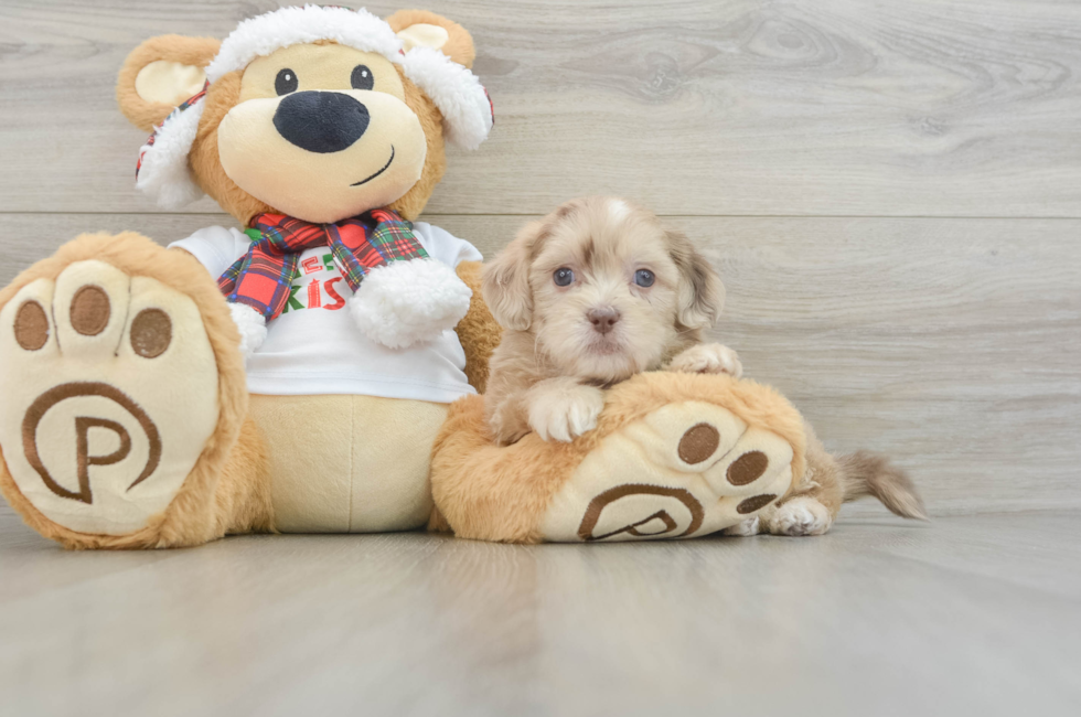 6 week old Shih Poo Puppy For Sale - Premier Pups