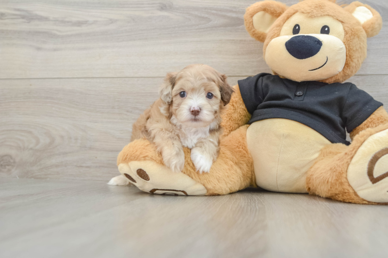 Meet Gili - our Shih Poo Puppy Photo 1/3 - Premier Pups