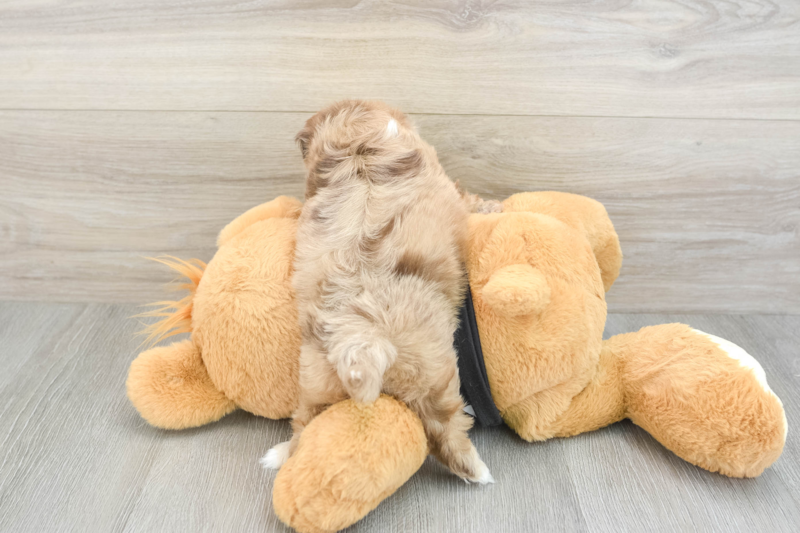 Meet Gili - our Shih Poo Puppy Photo 2/3 - Premier Pups