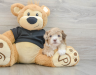 6 week old Shih Poo Puppy For Sale - Premier Pups