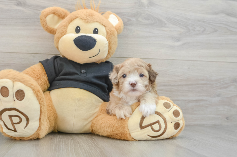 Meet Gili - our Shih Poo Puppy Photo 3/3 - Premier Pups