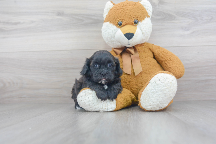 Energetic Shihpoo Poodle Mix Puppy