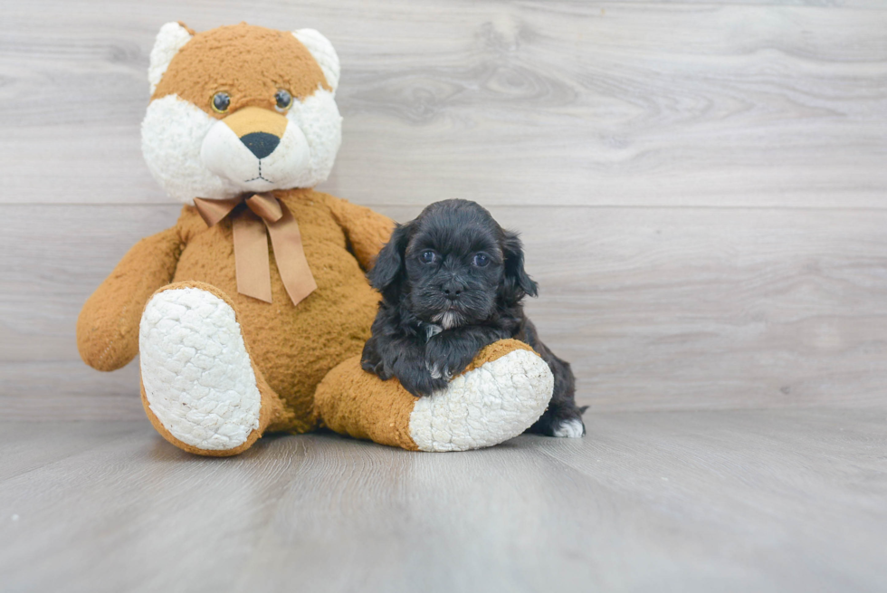 Shih Poo Puppy for Adoption