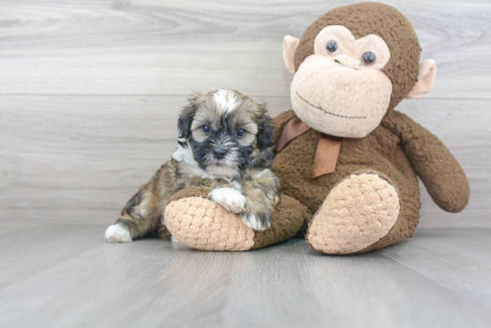 Friendly Shih Poo Baby