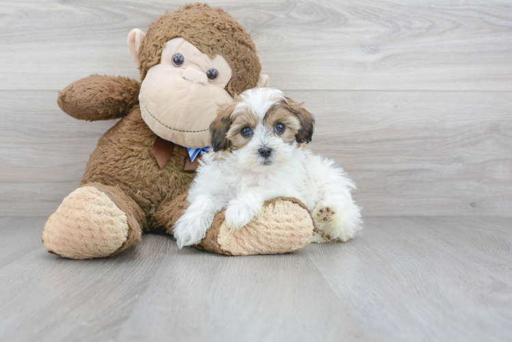 Cute Shih Poo Poodle Mix Puppy