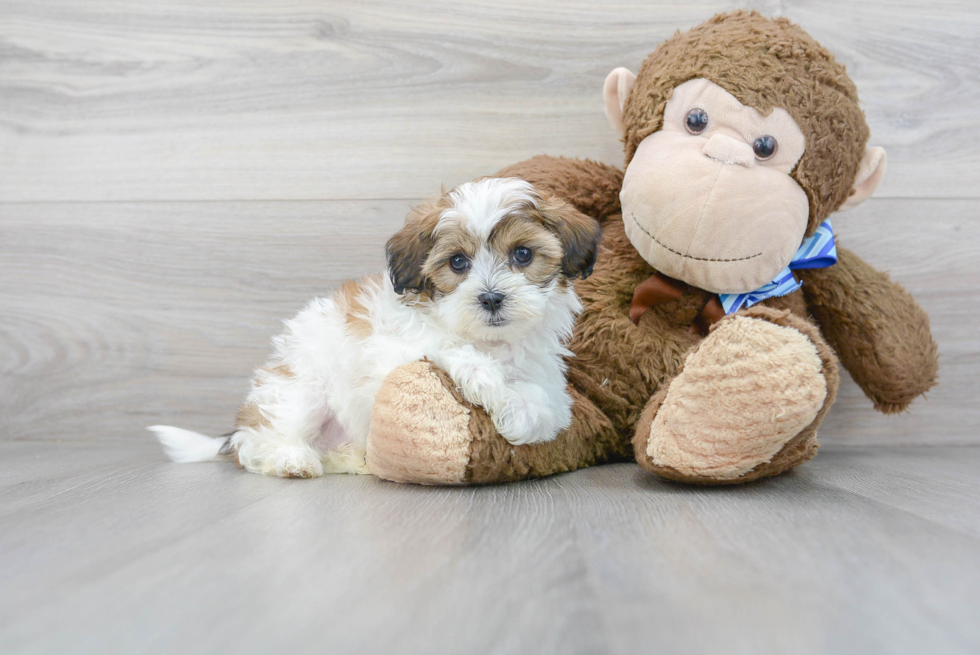 Shih Poo Puppy for Adoption