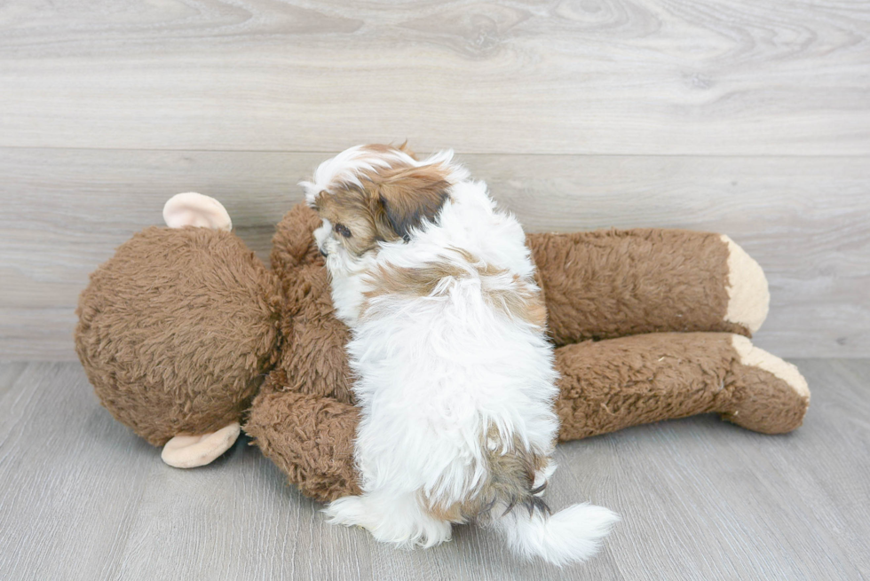Cute Shih Poo Baby
