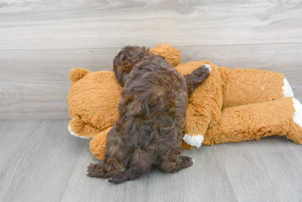 Cute Shih Poo Poodle Mix Puppy