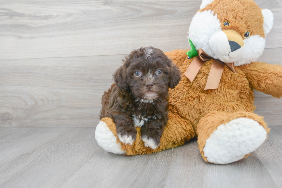 Shih Poo Pup Being Cute