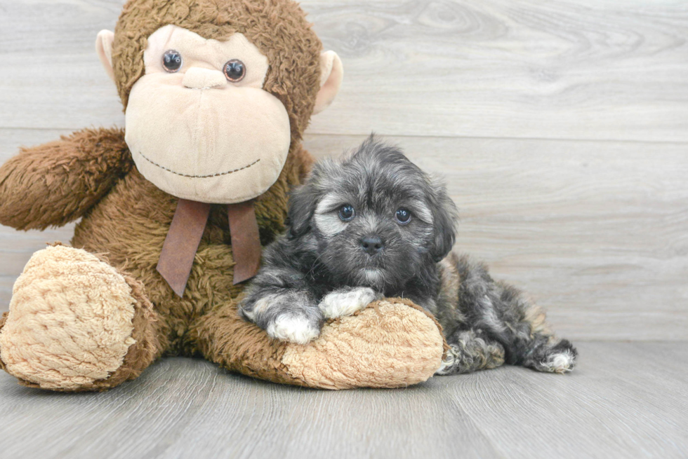 Friendly Shih Poo Baby