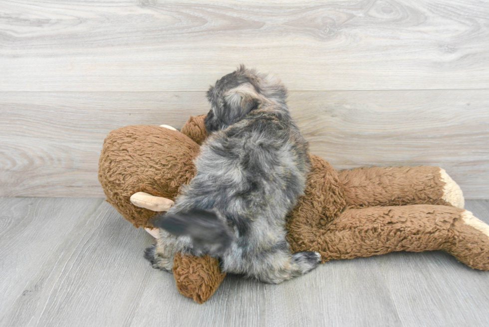 Shih Poo Puppy for Adoption