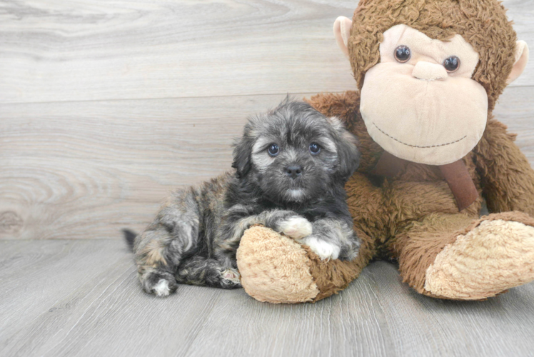 Shih Poo Puppy for Adoption