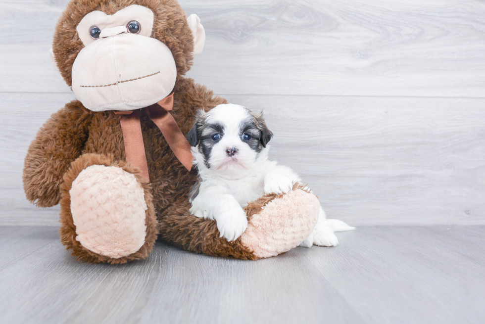 Petite Shih Poo Poodle Mix Pup