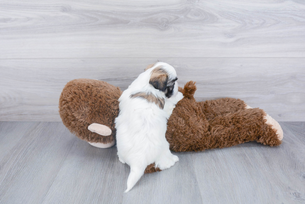 Shih Poo Pup Being Cute