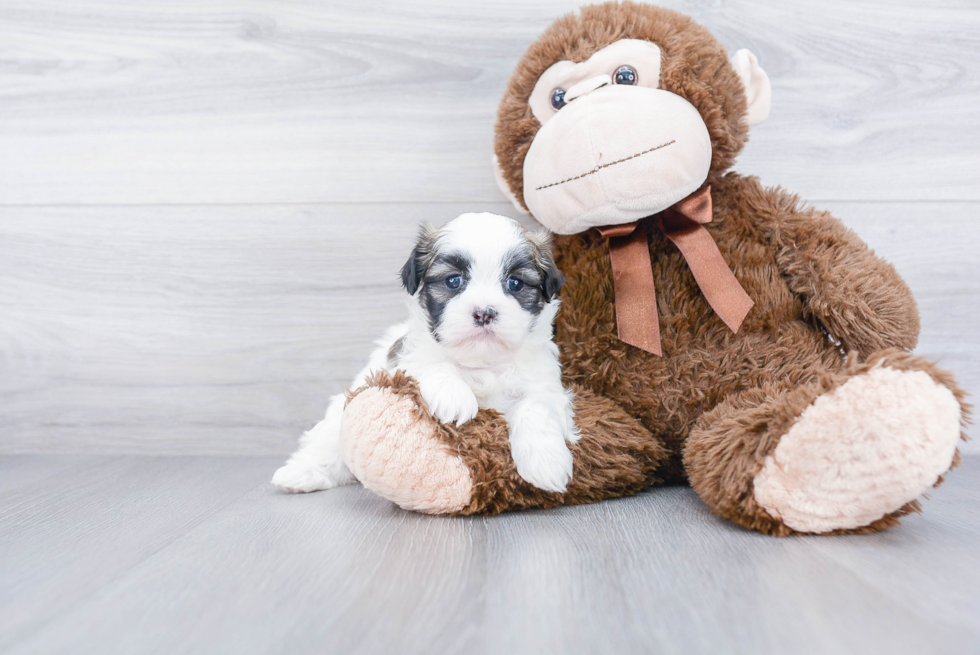 Friendly Shih Poo Baby