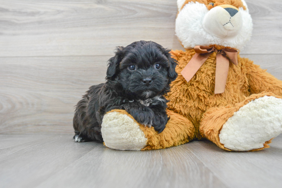 Shih Poo Puppy for Adoption