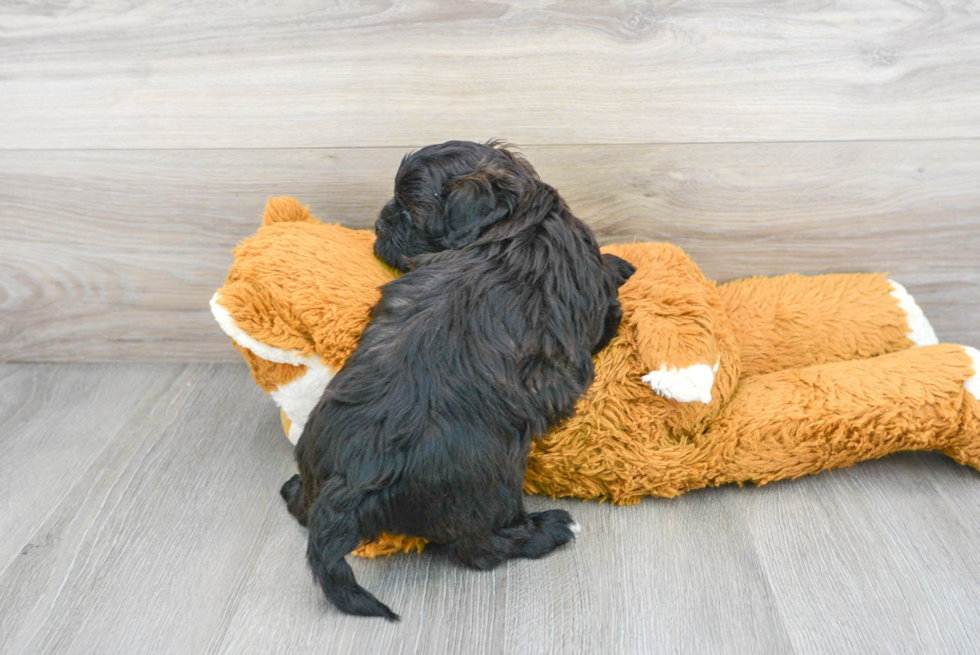 Little Shihpoo Poodle Mix Puppy