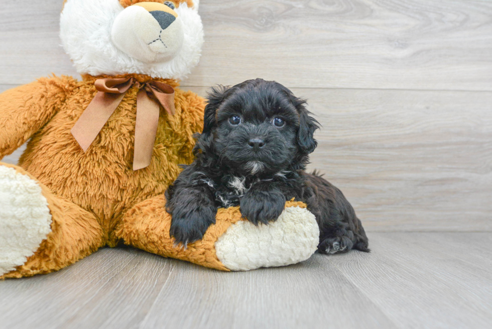 Funny Shih Poo Poodle Mix Pup