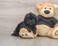 5 week old Shih Poo Puppy For Sale - Premier Pups