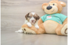 Smart Shih Poo Poodle Mix Pup