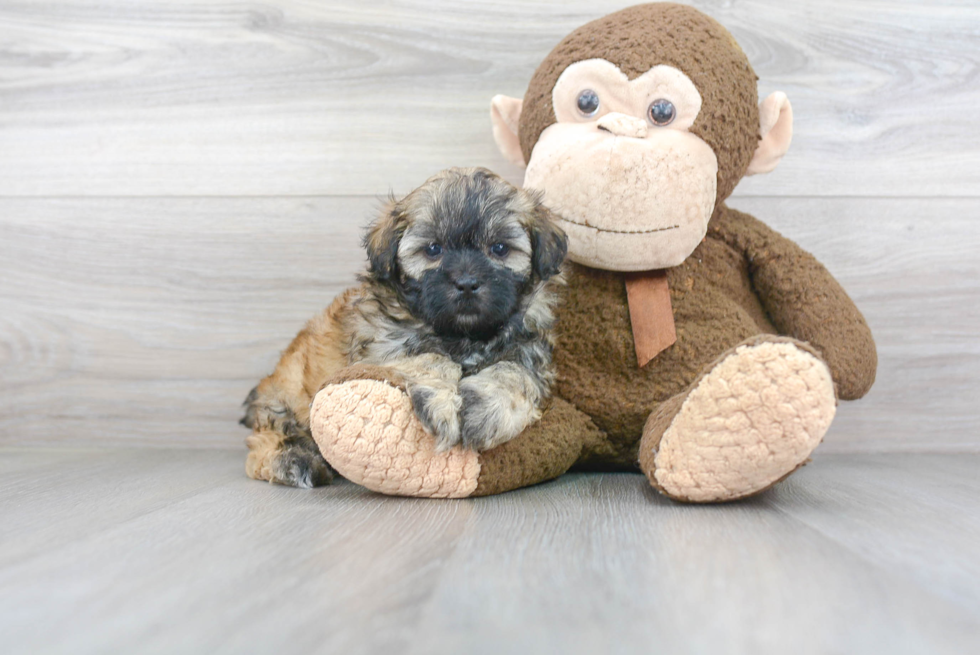 Friendly Shih Poo Baby