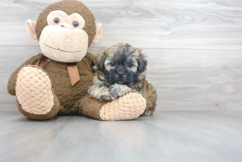 Shih Poo Pup Being Cute