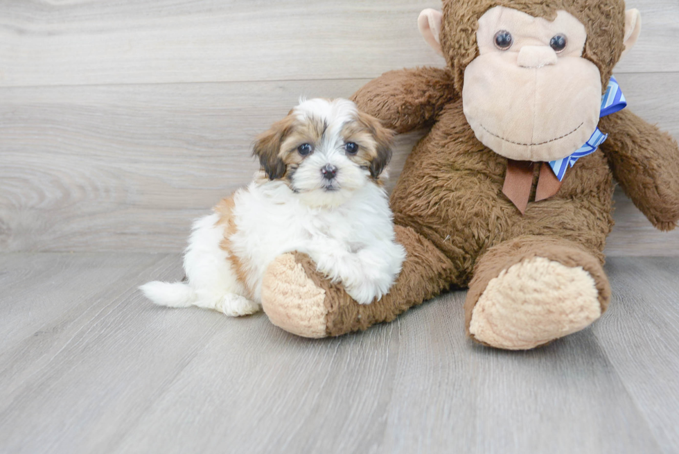 Cute Shih Poo Baby