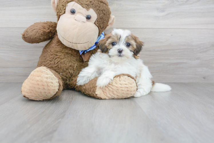 Best Shih Poo Baby