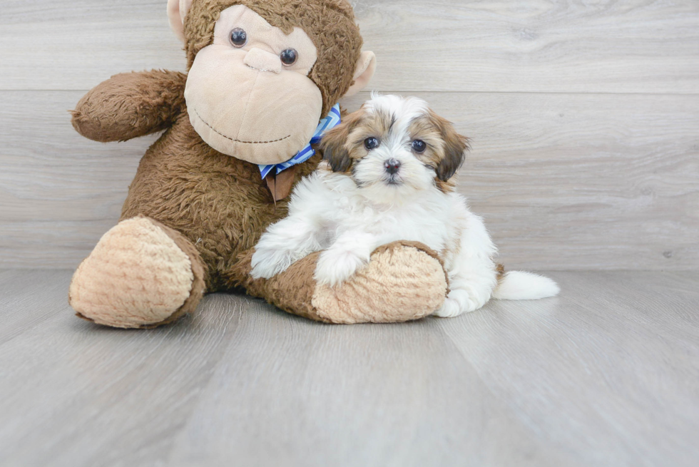 Best Shih Poo Baby