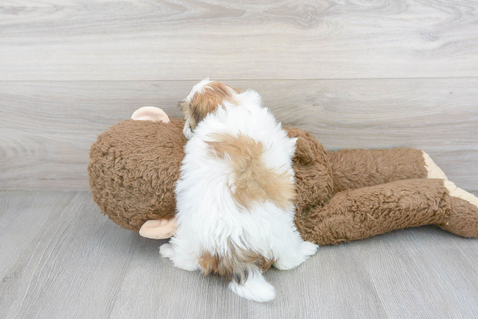 Shih Poo Puppy for Adoption