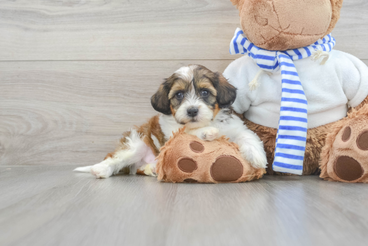 Shih Poo Pup Being Cute