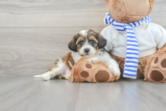 Shih Poo Pup Being Cute