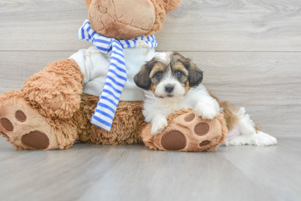 Best Shih Poo Baby