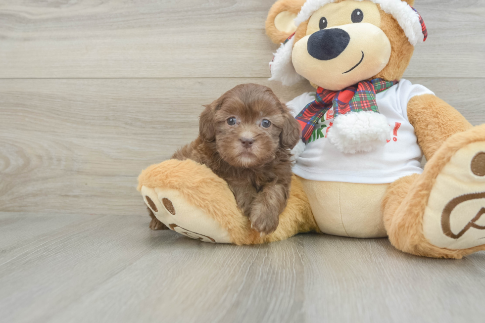 Shih Poo Puppy for Adoption