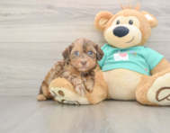 7 week old Shih Poo Puppy For Sale - Premier Pups