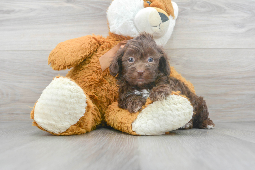 Popular Shih Poo Poodle Mix Pup