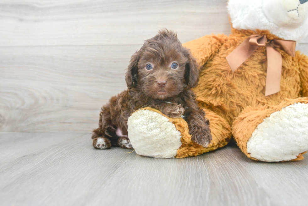 Shih Poo Puppy for Adoption