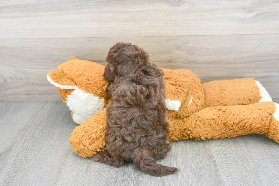 Shih Poo Pup Being Cute