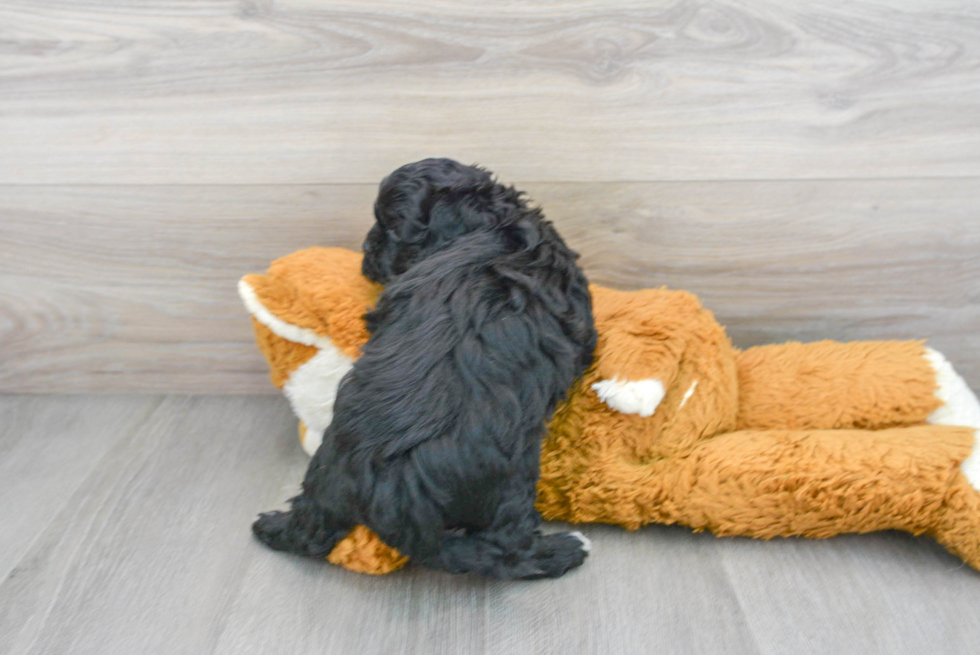 Shih Poo Pup Being Cute