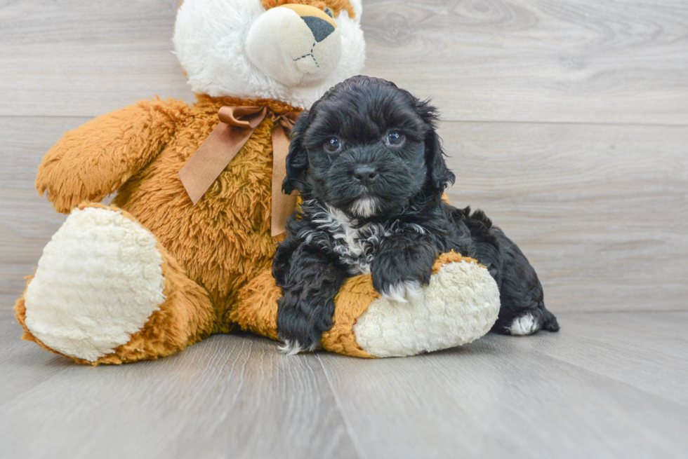 Small Shih Poo Baby